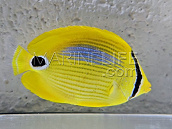 Chaetodon plebeius M