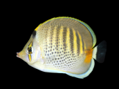 Chaetodon punctatofasciatus 7-10 cm