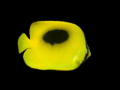 Chaetodon speculum 7-10 cm