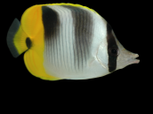 Chaetodon ulietensis 7-10 cm