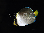 Chaetodontoplus mesoleucus Adulte 6-8 cm