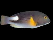 Choerodon anchorago 15-20 cm