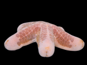 Choriaster granulatus 18-20 cm