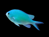 Chromis viridis 3-4cm