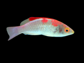 Cirrhilabrus adornatus M&acirc;le 5-7 cm