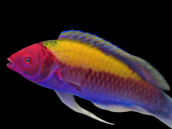 Cirrhilabrus aurantidorsalis M&acirc;le 4-6 cm