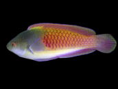 Cirrhilabrus cyanopleura 4-6cm