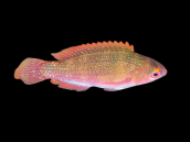 Cirrhilabrus cyanopleura Femelle 3-5cm