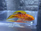Cirrhilabrus lanceolatus M
