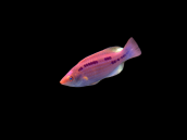 Cirrhilabrus lubbocki Femelle 4-5 cm