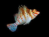 Cirrhitichthys falco 4-6cm