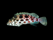 Cirrhitichthys oxycephalus M