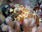 Cirrhitus pinnulatus 5-8 cm