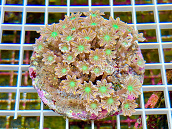 Clavularia papaya tricolor