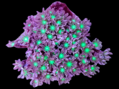 Clavularia sp. M Metallic green