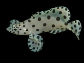 Cromileptes altivelis 12-18 cm