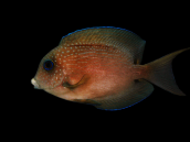 Ctenochaetus binotatus Adulte 8-12 cm