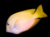 Ctenochaetus cyanocheilus Adulte 12-15 cm