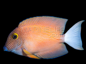 Ctenochaetus flavicauda M