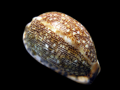 Cypraea arabica 4-6 cm