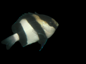 Dascyllus aruanus 2-3cm