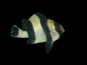 Dascyllus melanurus 3-5 cm