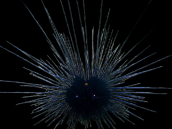 Diadema savignyi 6-10 cm