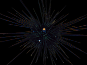 Diadema setosum 5-8 cm