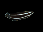 Diproctacanthus xanthurus 4-5cm