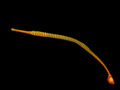 Dunckerocampus pessuliferus M