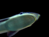 Echeneis naucrates <15 cm
