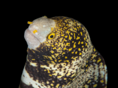 Echidna nebulosa 20-30cm