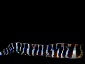Echidna polyzona 15-20 cm