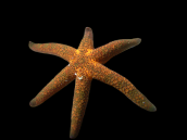Echinaster luzonicus 4-6 cm Mauve