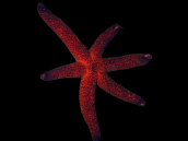 Echinaster luzonicus 8-10 cm Red