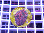 Echinophyllia spp bicolor