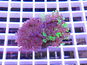 Euphyllia paraancora bicolor 03