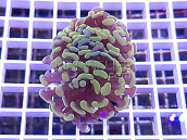 Euphyllia paraancora yellow