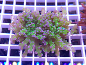 Euphyllia paradivisa bicolor 02