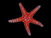 Fromia millepora M