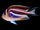 Genicanthus bellus Femelle 4-7cm