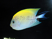 Genicanthus melanospilos Femelle 8-10cm