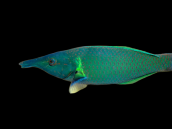 Gomphosus caeruleus M&acirc;le 15-20 cm Vert