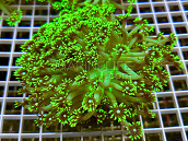 Goniopora stokesi Green fusion 01