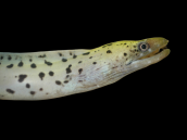Gymnothorax fimbriatus 30-50 cm
