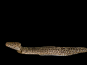 Gymnothorax pictus 50-80 cm