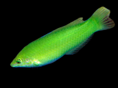 Halichoeres chloropterus Femelle 5-8 cm