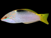 Halichoeres hortulanus 4-5 cm