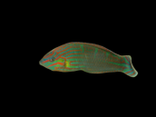 Halichoeres melanurus M&acirc;le 5-7cm
