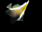 Heniochus varius 6-10 cm
